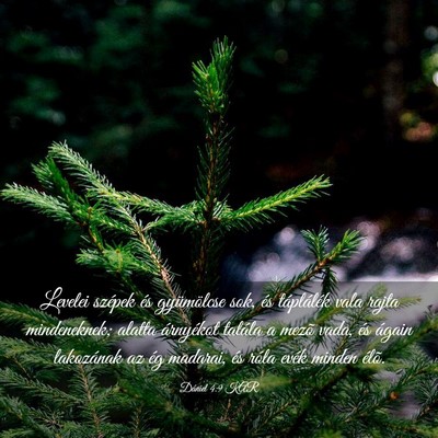 Picture 03 - Dániel 4:9 KAR - Levelei szépek és gyümölcse sok, és - Bible Verse Picture