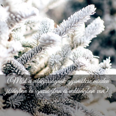 Picture 03 - Efézus 5:9 KAR - (Mert a világosságnak gyümölcse minden - Bible Verse Picture