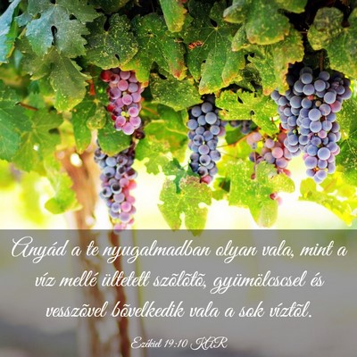 Picture 03 - Ezékiel 19:10 KAR - Anyád a te nyugalmadban olyan vala, mint a víz - Bible Verse Picture