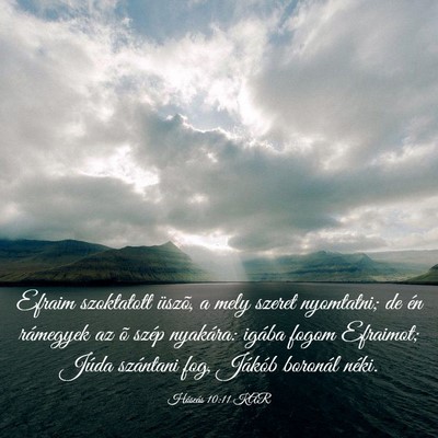 Picture 03 - Hóseás 10:11 KAR - Efraim szoktatott üszõ, a mely szeret - Bible Verse Picture