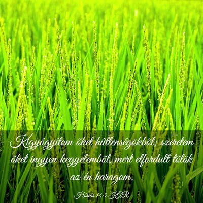 Picture 03 - Hóseás 14:5 KAR - Kigyógyítom õket hûtlenségökbõl; szeretem - Bible Verse Picture