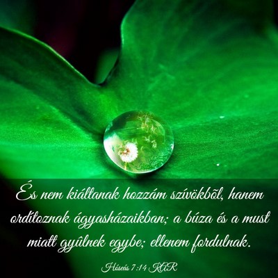 Picture 03 - Hóseás 7:14 KAR - És nem kiáltanak hozzám szívökbõl, hanem - Bible Verse Picture
