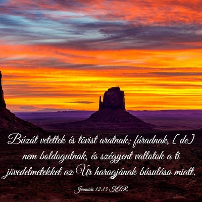 Picture 03 - Jeremiás 12:13 KAR - Búzát vetettek és tövist aratnak; fáradnak, - Bible Verse Picture