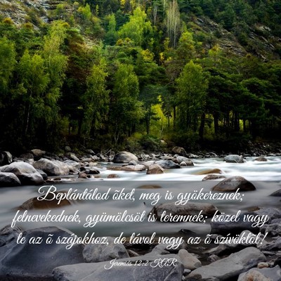 Picture 03 - Jeremiás 12:2 KAR - Beplántálod õket, meg is gyökereznek; - Bible Verse Picture