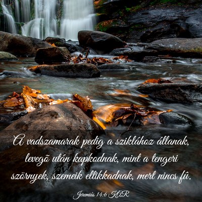 Picture 03 - Jeremiás 14:6 KAR - A vadszamarak pedig a sziklához állanak, - Bible Verse Picture
