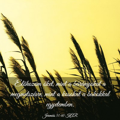 Picture 03 - Jeremiás 51:40 KAR - Elõhozom õket, mint a bárányokat a - Bible Verse Picture