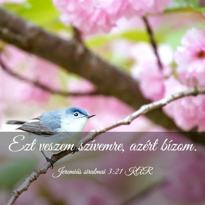 Picture 03 - Jeremiás siralmai 3:21 KAR - Ezt veszem szívemre, azért - Bible Verse Picture