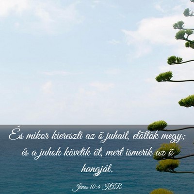 Picture 03 - János 10:4 KAR - És mikor kiereszti az õ juhait, elõttök megy; - Bible Verse Picture
