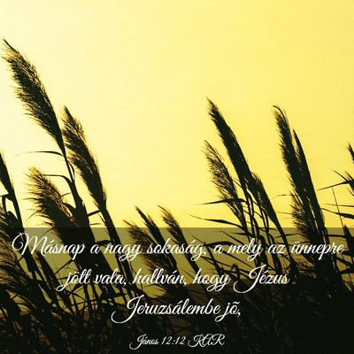 Picture 03 - János 12:12 KAR - Másnap a nagy sokaság, a mely az ünnepre jött - Bible Verse Picture