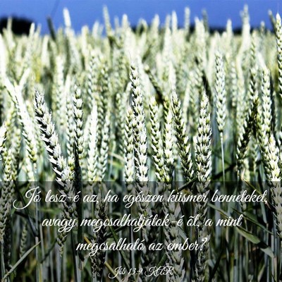 Picture 03 - Jób 13:9 KAR - Jó lesz-é az, ha egészen kiismer benneteket, - Bible Verse Picture