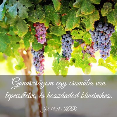 Picture 03 - Jób 14:17 KAR - Gonoszságom egy csomóba van lepecsételve, és - Bible Verse Picture