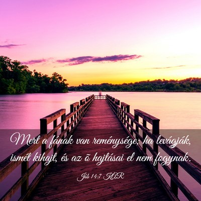 Picture 03 - Jób 14:7 KAR - Mert a fának van reménysége; ha levágják, - Bible Verse Picture