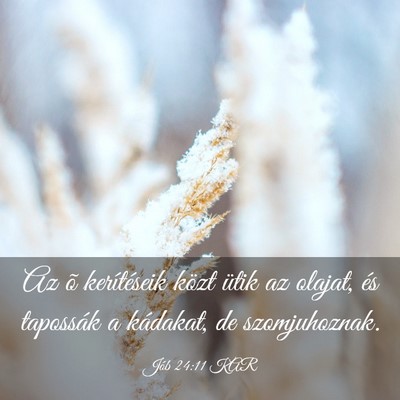 Picture 03 - Jób 24:11 KAR - Az õ kerítéseik közt ütik az olajat, és - Bible Verse Picture