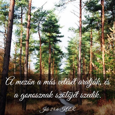Picture 03 - Jób 24:6 KAR - A mezõn a más vetését aratják, és a - Bible Verse Picture