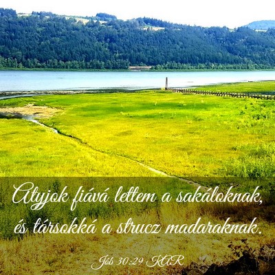 Picture 03 - Jób 30:29 KAR - Atyjok fiává lettem a sakáloknak, és - Bible Verse Picture