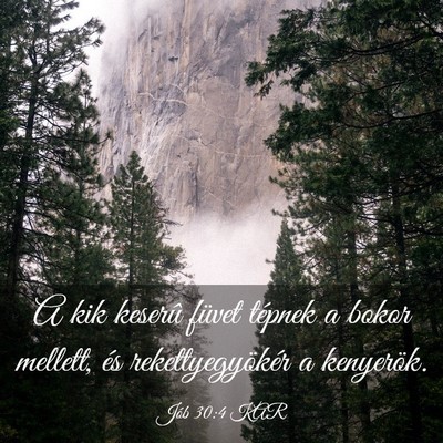 Picture 03 - Jób 30:4 KAR - A kik keserû füvet tépnek a bokor mellett, és - Bible Verse Picture