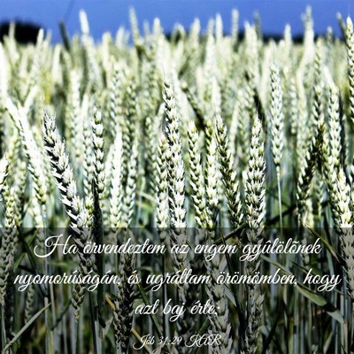 Picture 03 - Jób 31:29 KAR - Ha örvendeztem az engem gyûlölõnek - Bible Verse Picture