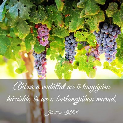 Picture 03 - Jób 37:7 KAR - Akkor a vadállat az õ tanyájára húzódik, - Bible Verse Picture