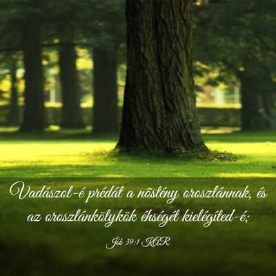 Picture 03 - Jób 39:1 KAR - Vadászol-é prédát a nõstény oroszlánnak, - Bible Verse Picture