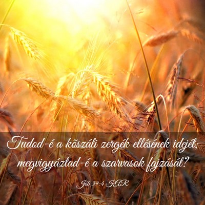 Picture 03 - Jób 39:4 KAR - Tudod-é a kõszáli zergék ellésének idejét; - Bible Verse Picture