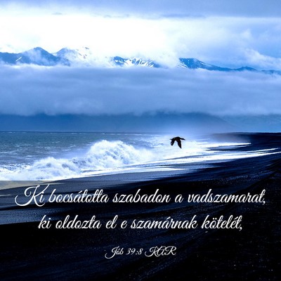 Picture 03 - Jób 39:8 KAR - Ki bocsátotta szabadon a vadszamarat, ki oldozta - Bible Verse Picture