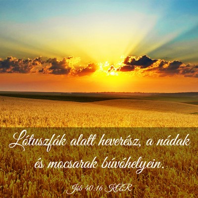 Picture 03 - Jób 40:16 KAR - Lótuszfák alatt heverész, a nádak és - Bible Verse Picture