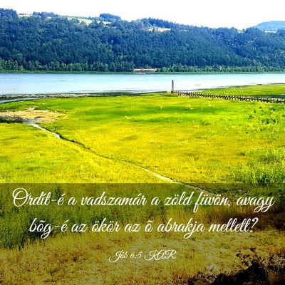 Picture 03 - Jób 6:5 KAR - Ordít-é a vadszamár a zöld füvön, avagy - Bible Verse Picture