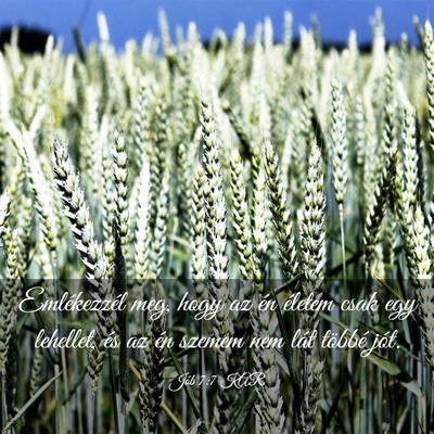 Picture 03 - Jób 7:7 KAR - Emlékezzél meg, hogy az én életem csak egy - Bible Verse Picture