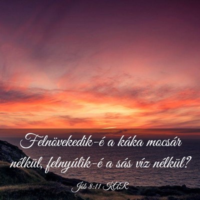 Picture 03 - Jób 8:11 KAR - Felnövekedik-é a káka mocsár nélkül, - Bible Verse Picture