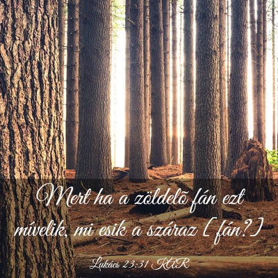 Picture 03 - Lukács 23:31 KAR - Mert ha a zöldelõ fán ezt mívelik, mi esik a - Bible Verse Picture