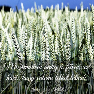 Picture 03 - Lukács 24:37 KAR - Megrémülvén pedig és félvén, azt hivék, - Bible Verse Picture