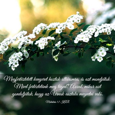 Picture 03 - Malakiás 1:7 KAR - Megfertéztetett kenyeret hoztok oltáromra, és - Bible Verse Picture