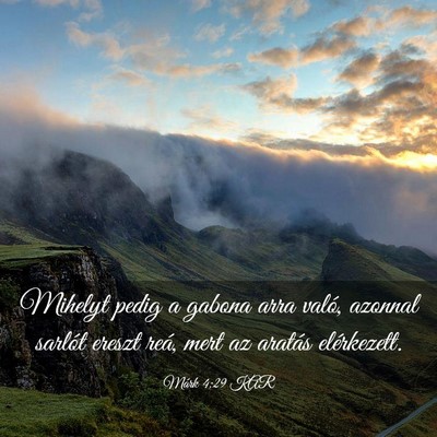 Picture 03 - Márk 4:29 KAR - Mihelyt pedig a gabona arra való, azonnal - Bible Verse Picture