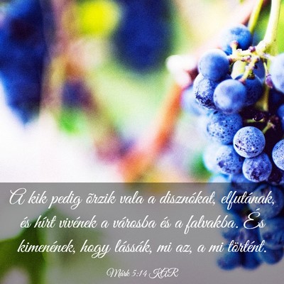 Picture 03 - Márk 5:14 KAR - A kik pedig õrzik vala a disznókat, elfutának, - Bible Verse Picture