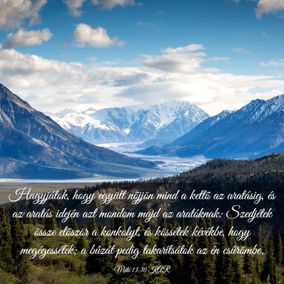 Picture 03 - Máté 13:30 KAR - Hagyjátok, hogy együtt nõjjön mind a kettõ - Bible Verse Picture