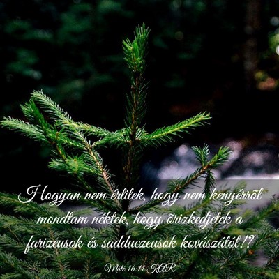 Picture 03 - Máté 16:11 KAR - Hogyan nem értitek, hogy nem kenyérrõl mondtam - Bible Verse Picture