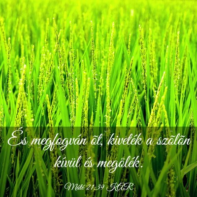 Picture 03 - Máté 21:39 KAR - És megfogván õt, kiveték a szõlõn kívül - Bible Verse Picture
