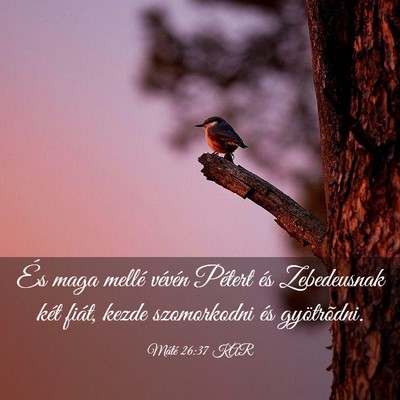 Picture 03 - Máté 26:37 KAR - És maga mellé vévén Pétert és Zebedeusnak - Bible Verse Picture