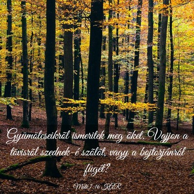 Picture 03 - Máté 7:16 KAR - Gyümölcseikrõl ismeritek meg õket. Vajjon a - Bible Verse Picture
