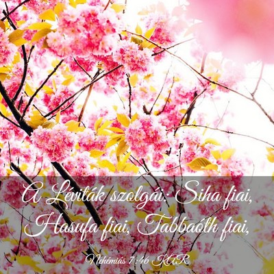 Picture 03 - Nehémiás 7:46 KAR - A Léviták szolgái: Siha fiai, Hasufa fiai, - Bible Verse Picture