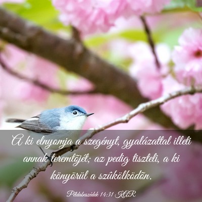 Picture 03 - Példabeszédek 14:31 KAR - A ki elnyomja a szegényt, gyalázattal illeti - Bible Verse Picture