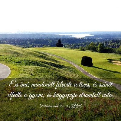 Picture 03 - Példabeszédek 24:31 KAR - És ímé, mindenütt felverte a tövis, és - Bible Verse Picture