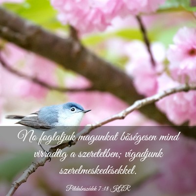 Picture 03 - Példabeszédek 7:18 KAR - No foglaljuk magunkat bõségesen mind virradtig - Bible Verse Picture