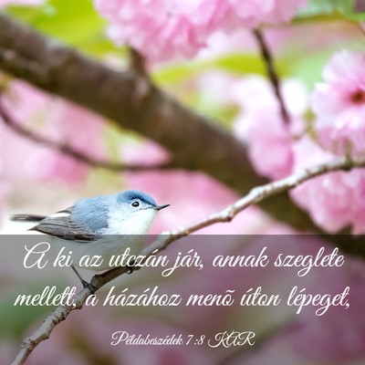 Picture 03 - Példabeszédek 7:8 KAR - A ki az utczán jár, annak szeglete mellett, a - Bible Verse Picture