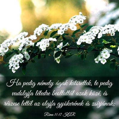 Picture 03 - Róma 11:17 KAR - Ha pedig némely ágak kitörettek, te pedig - Bible Verse Picture