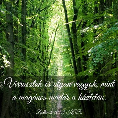 Picture 03 - Zsoltárok 102:8 KAR - Virrasztok és olyan vagyok, mint a magános - Bible Verse Picture