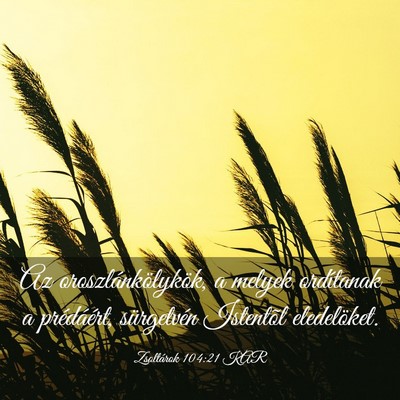 Picture 03 - Zsoltárok 104:21 KAR - Az oroszlánkölykök, a melyek ordítanak a - Bible Verse Picture