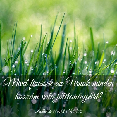 Picture 03 - Zsoltárok 116:12 KAR - Mivel fizessek az Úrnak minden hozzám való - Bible Verse Picture