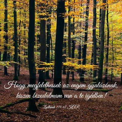 Picture 03 - Zsoltárok 119:42 KAR - Hogy megfelelhessek az engem gyalázónak, hiszen - Bible Verse Picture