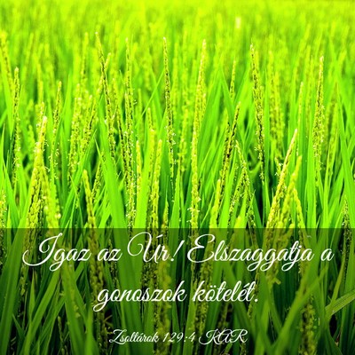 Picture 03 - Zsoltárok 129:4 KAR - Igaz az Úr! Elszaggatja a gonoszok - Bible Verse Picture